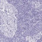 Immunohistochemical staining of human lymph node shows no positivity in non-germinal center cells as expected.