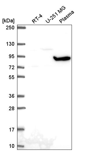 Anti-GNL2 Antibody