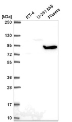 Anti-GNL2 Antibody