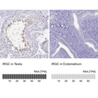 Anti-IRGC Antibody