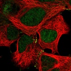 Immunofluorescent staining of human cell line HEK 293 shows localization to nucleoplasm & cell junctions.