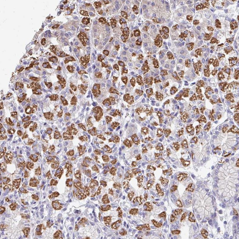 Anti-OR10V1 Antibody