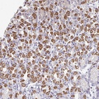 Anti-OR10V1 Antibody