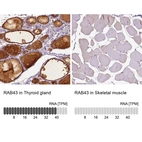 Anti-RAB43 Antibody