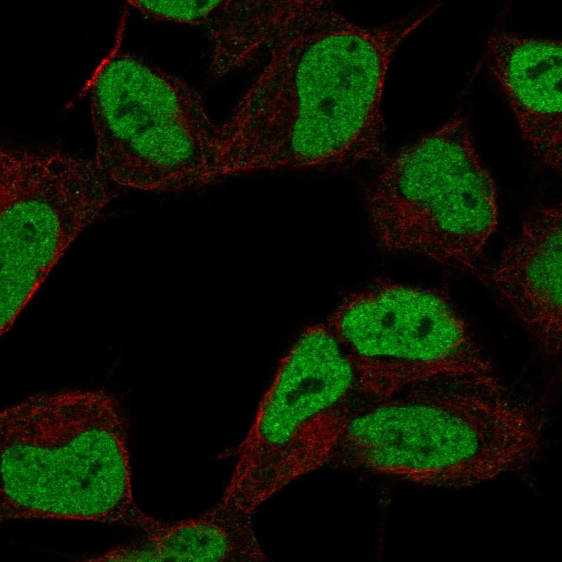 Anti-ZKSCAN3 Antibody