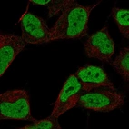 Anti-ZKSCAN3 Antibody
