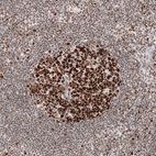 Anti-MSH2 Antibody