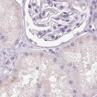 Immunohistochemical staining of human kidney using Anti-BPIFB2 antibody HPA060121.