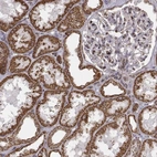 Immunohistochemical staining of human kidney shows high expression.