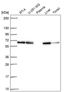 Anti-ACOT2 Antibody