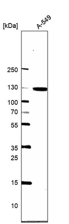Western blot analysis in human cell line A-549.