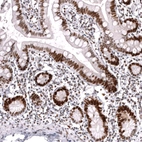 Immunohistochemical staining of human small intestine shows strong nuclear positivity in glandular cells.