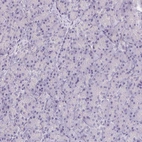 Immunohistochemical staining of human pancreas shows no positivity in exocrine glandular cells as expected.