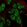Anti-TCF15 Antibody