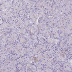 Immunohistochemical staining of human Pancreas shows very weak cytoplasmic positivity in exocrine glandular cells.