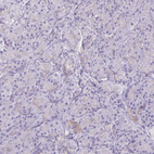 Anti-PITPNM1 Antibody