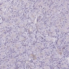 Immunohistochemical staining of human Pancreas shows very weak cytoplasmic positivity in exocrine glandular cells.