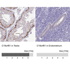 Anti-C19orf81 Antibody