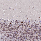 Anti-SYNE4 Antibody