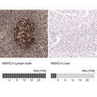 Anti-MSH2 Antibody