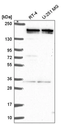 Anti-EHMT2 Antibody
