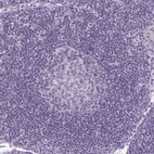 Immunohistochemical staining of human lymph node shows no positivity in germinal center cells as expected.