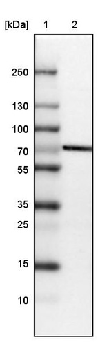 Anti-STRIP1 Antibody