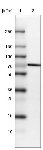 Lane 1: Marker [kDa] 250, 130, 100, 70, 55, 35, 25, 15, 10_br/_Lane 2: Human cell line HEK 293