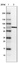 Anti-STRIP1 Antibody