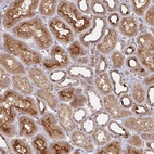 Anti-DCST1 Antibody