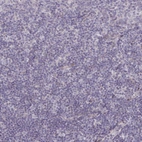 Immunohistochemical staining of human tonsil shows no positivity in non-germinal center cells as expected.