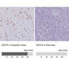Anti-CELF5 Antibody
