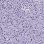 Anti-CELF5 Antibody