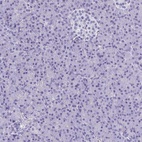 Immunohistochemical staining of human pancreas shows low expression as expected.