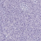 Immunohistochemical staining of human pancreas shows low expression as expected.