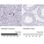 Anti-FAM162B Antibody