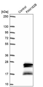Western blot analysis in control (vector only transfected HEK293T lysate) and FAM162B over-expression lysate (Co-expressed with a C-terminal myc-DDK tag (~3.1 kDa) in mammalian HEK293T cells, LY421323).