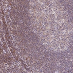 Anti-KIF26A Antibody