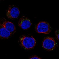 Anti-CD300C Antibody