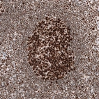 Immunohistochemical staining of human lymph node shows strong nuclear positivity in germinal center cells.