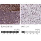 Anti-DUT Antibody