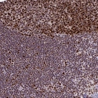 Immunohistochemical staining of human lymph node shows high expression.