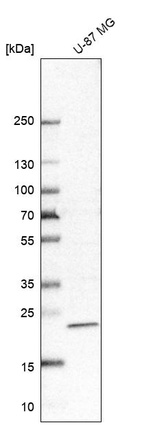 Western blot analysis in human cell line U-87 MG.