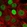 Anti-TRPS1 Antibody