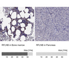 Anti-RFLNB Antibody