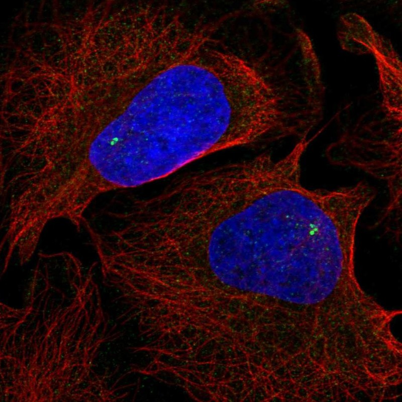 Anti-NLRC5 Antibody