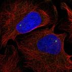 Anti-NLRC5 Antibody