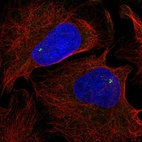 Anti-NLRC5 Antibody