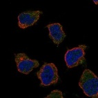 Anti-CD300LB Antibody