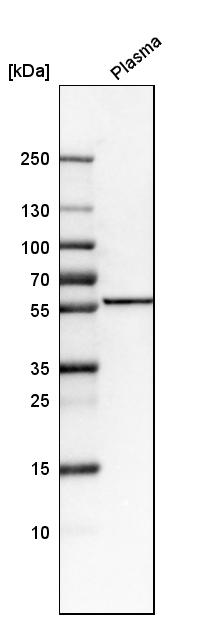 Anti-FKRP Antibody